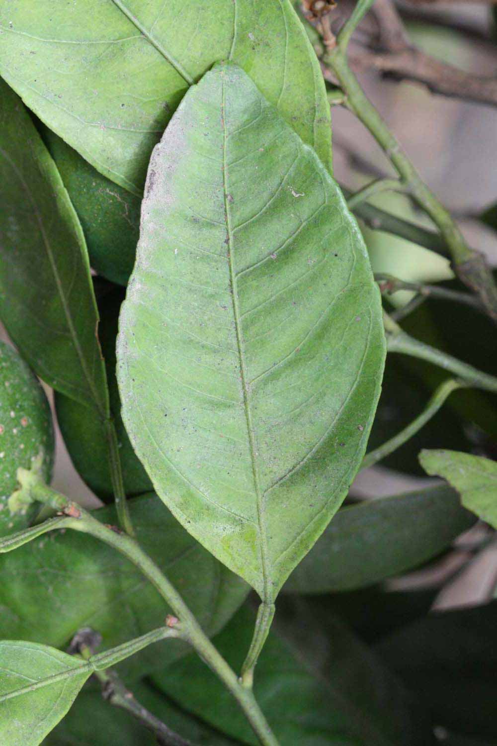              Unifoliolate leaf (Riverside, CA)       